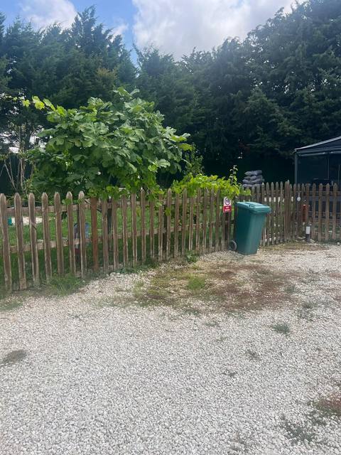 Feigenbaum und natürlicher Gartenzaun